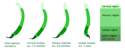 dezvoltarea coloanei vertebrale a nou nascutilor